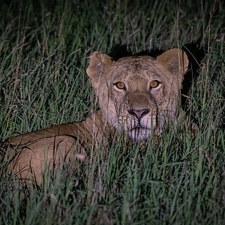Solio - Young lion